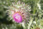 Nodding plumeless thistle